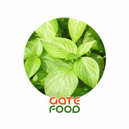 Lợi ích sức khỏe và ứng dụng y học của lá cẩm