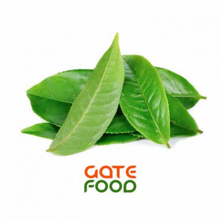 Lợi ích sức khỏe của lá trà xanh tươi