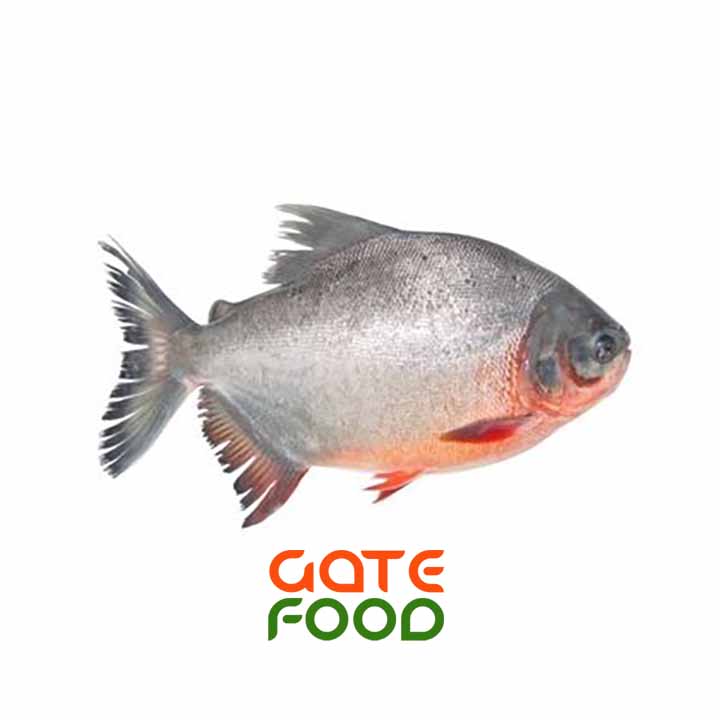 Cá Chim Nước Ngọt-Loại 1Kg