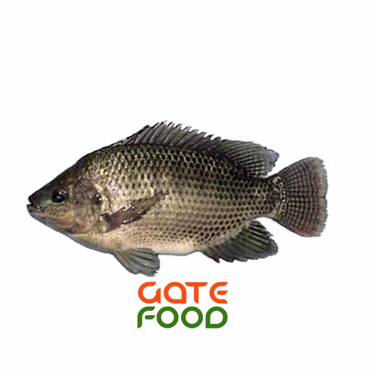 Cá Rô Phi-Loại 1Kg